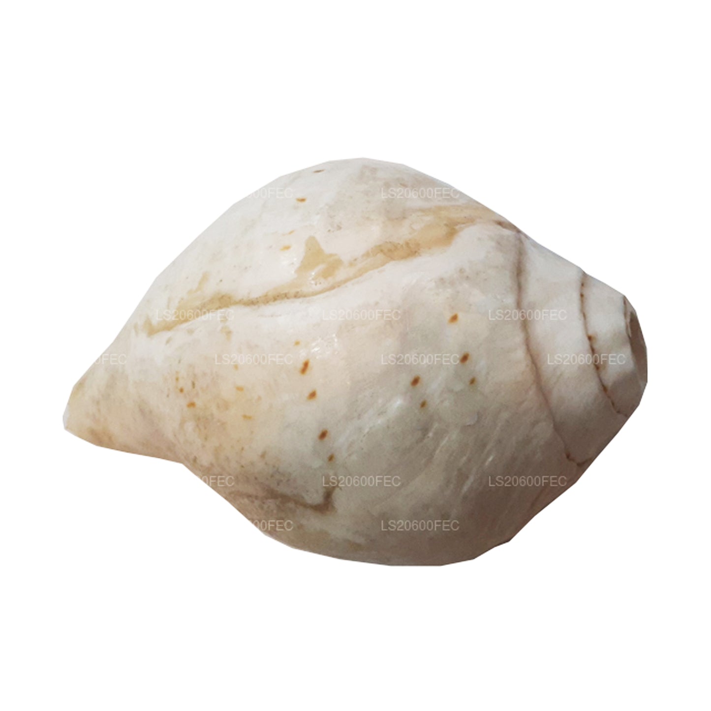 Lakpura® Sri Lankan Hakgediya