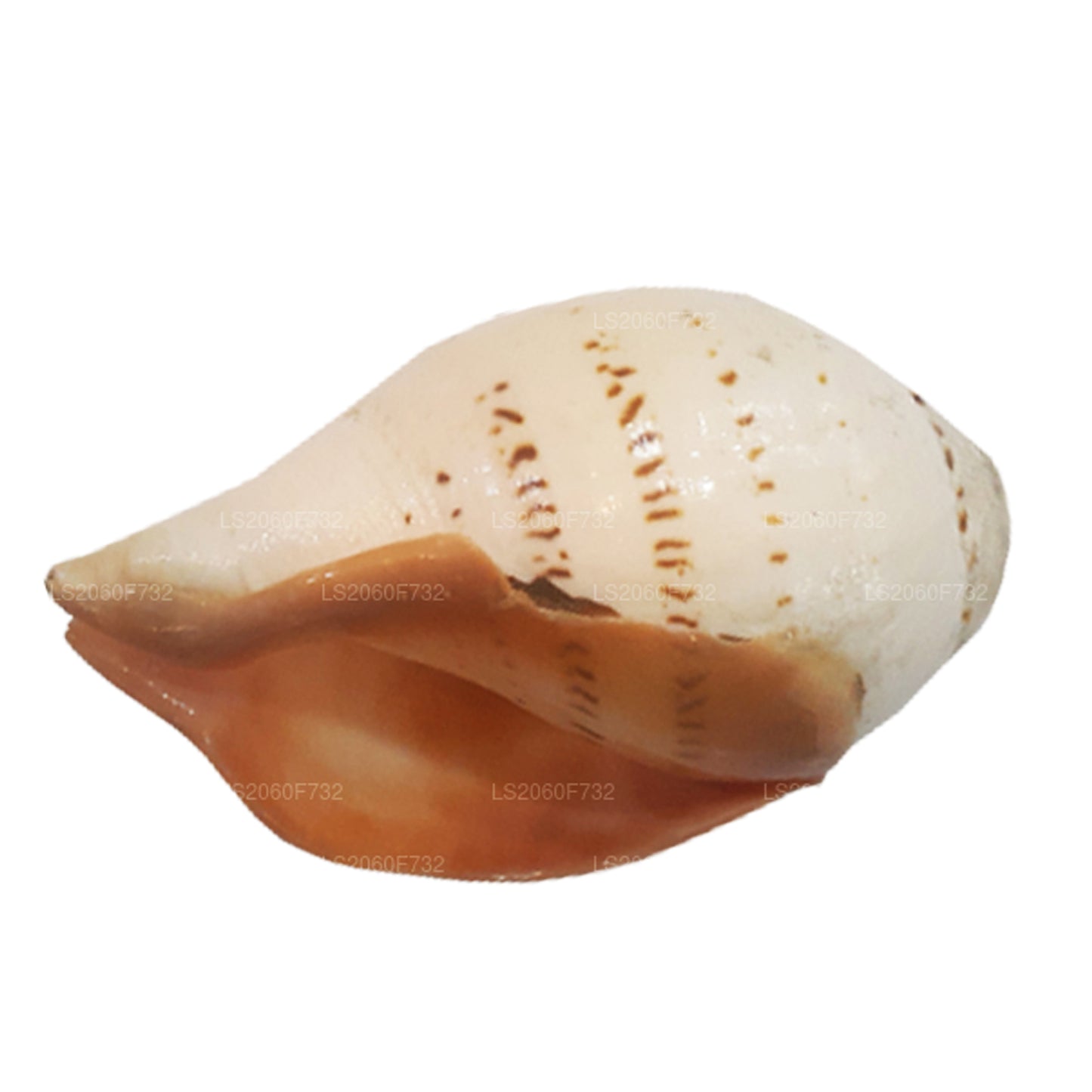 Lakpura® Sri Lankan Hakgediya