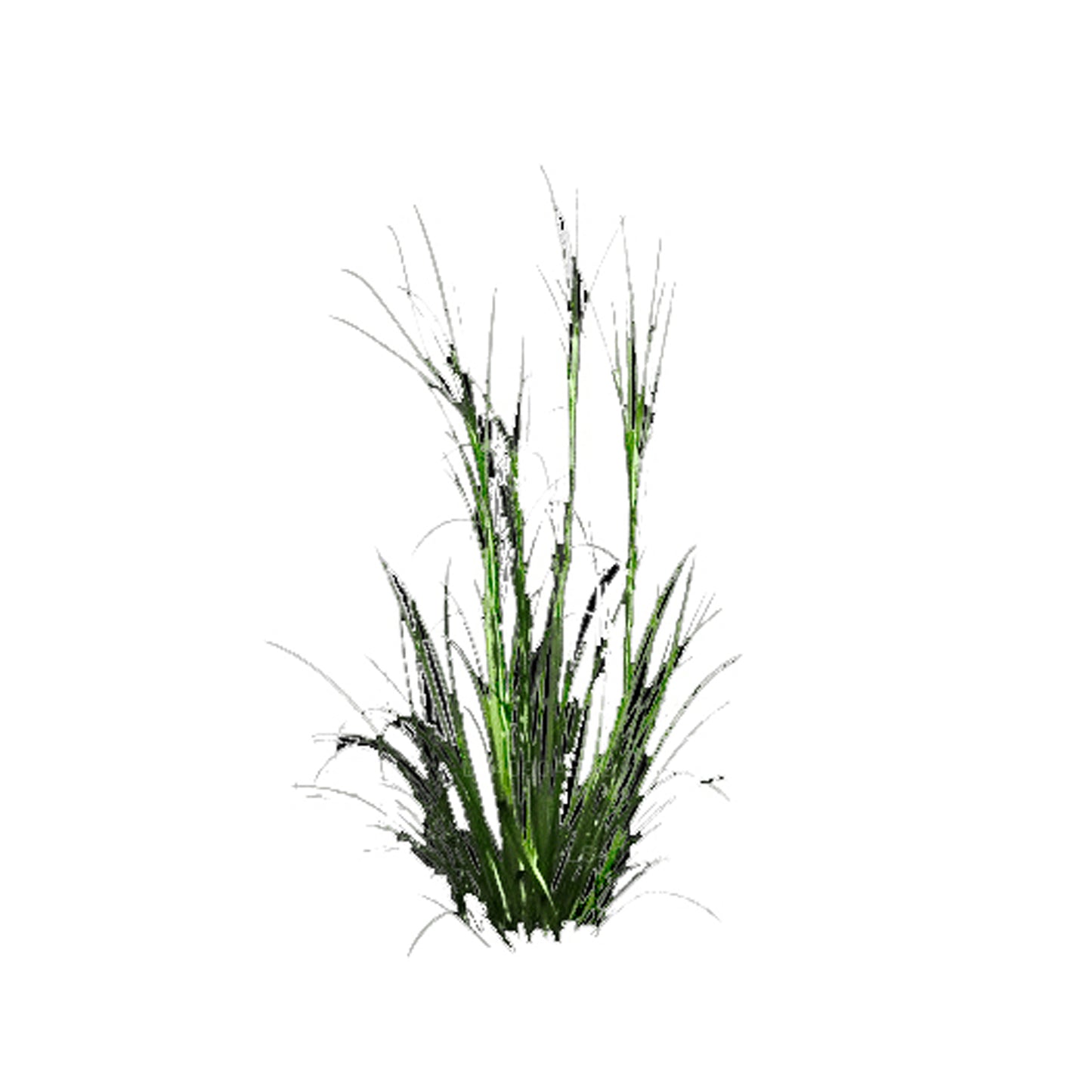 Lakpura Palmarosa Essential Oil (15ml)