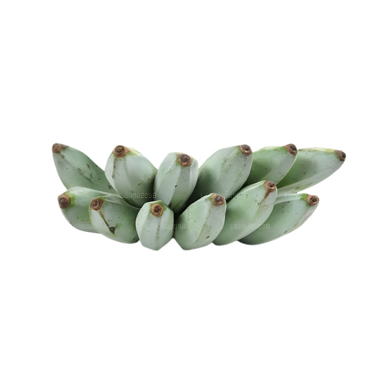 Lakpura® Ash Plantain/ Alu kesel