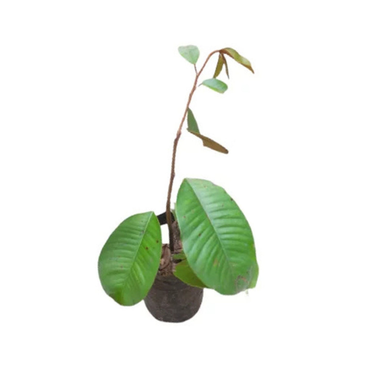 Lakpura® Bakmee Plant