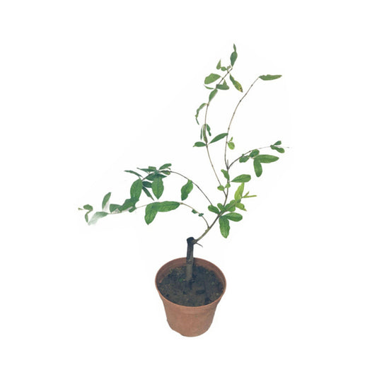 Lakpura® Indian Red Pomegranate Plant