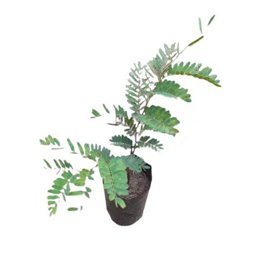 Lakpura Red Tamarind Fruit Plant