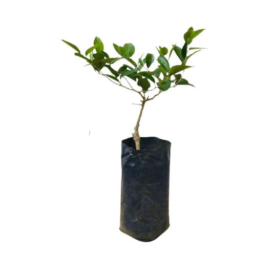 Lakpura Nas Narang Grafted Plant