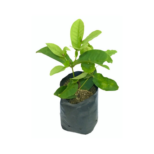 Lakpura® Seedless Red Rose Apple (Jambu) Plant