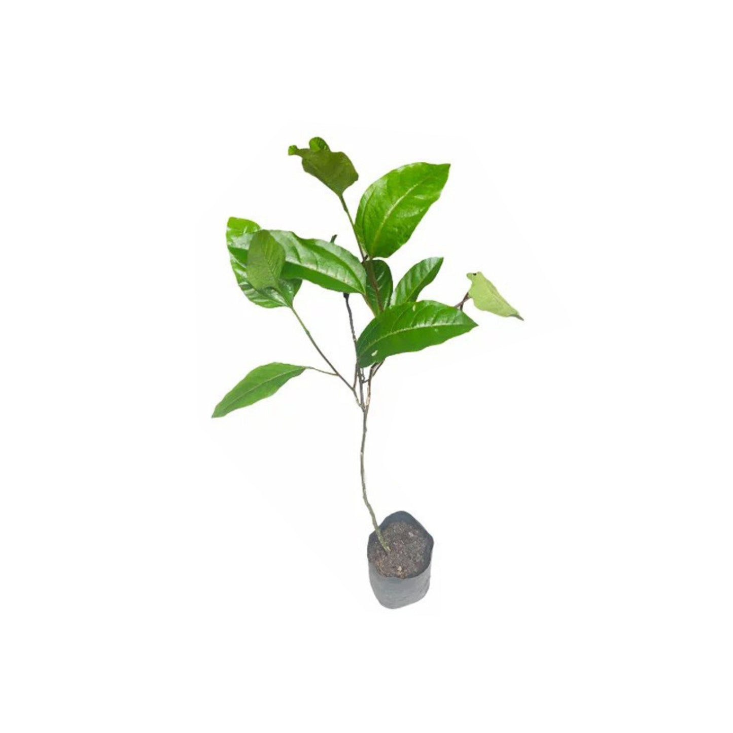 Lakpura® Yellow Passion Fruit Grafted Plant