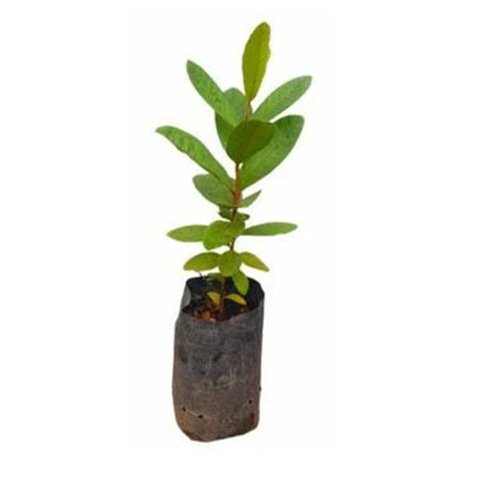 Lakpura Ceylon Red Guava Plant