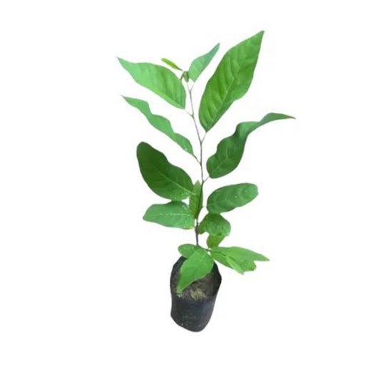 Lakpura® Cherimoya Plant