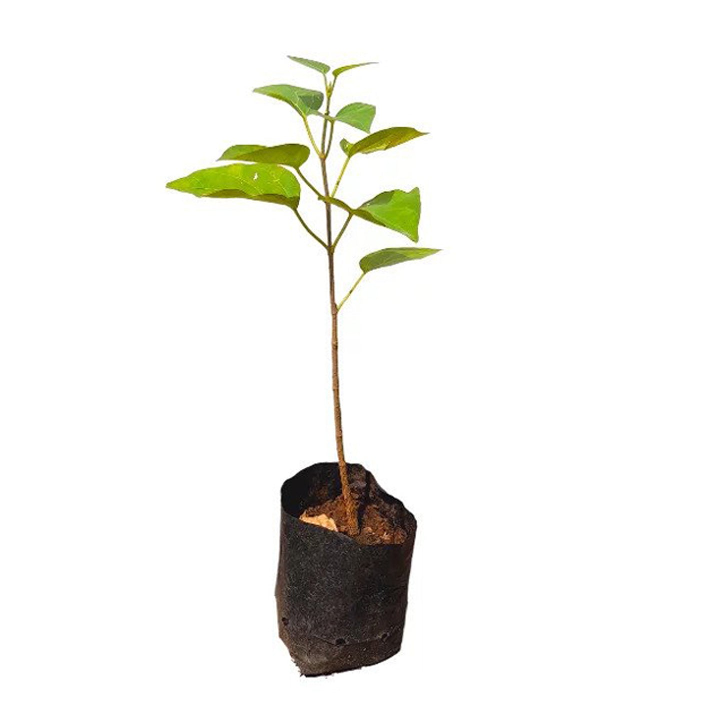 Lakpura® Ruk Anguna Plant