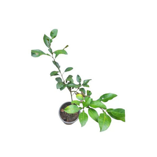 ලක්පුර® තායි සුදු ජම්බෝල (බද්ධ) පැළ