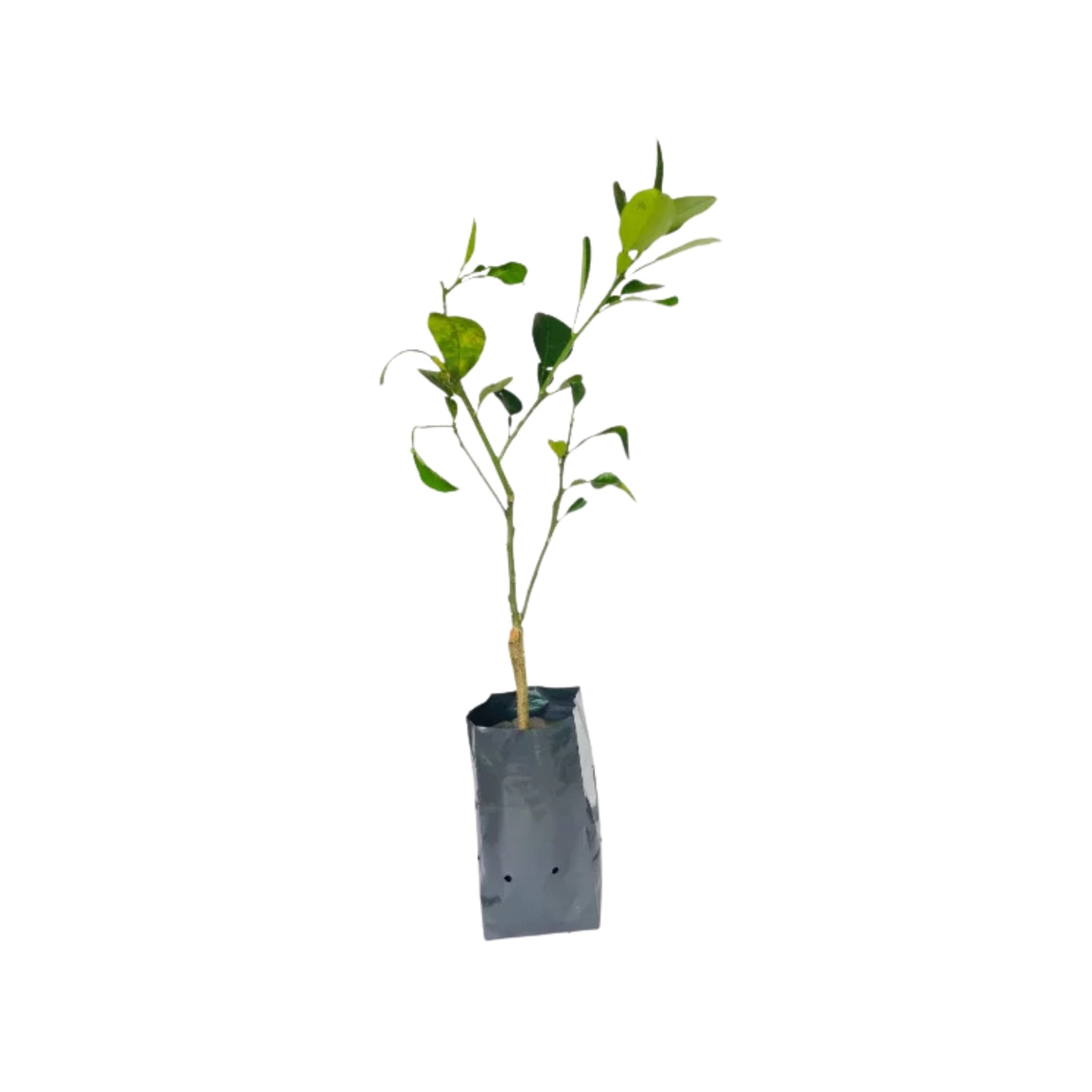 ලක්පුර® තායි සුදු ජම්බෝල (බද්ධ) පැළ