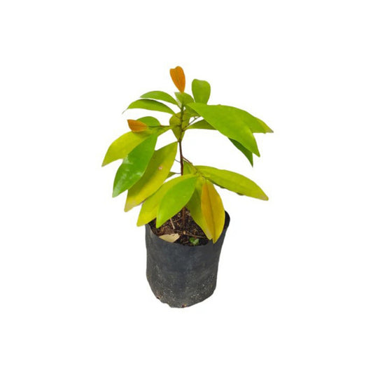 Lakpura® Batakirilla Plant