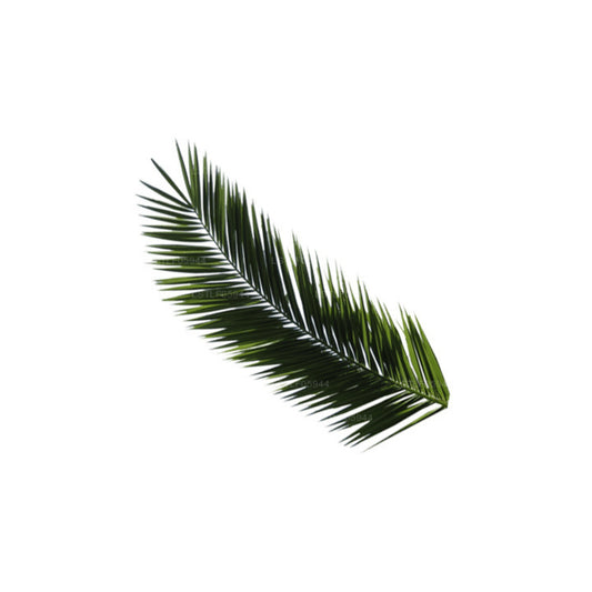 Lakpura® Areca Palm Leaves