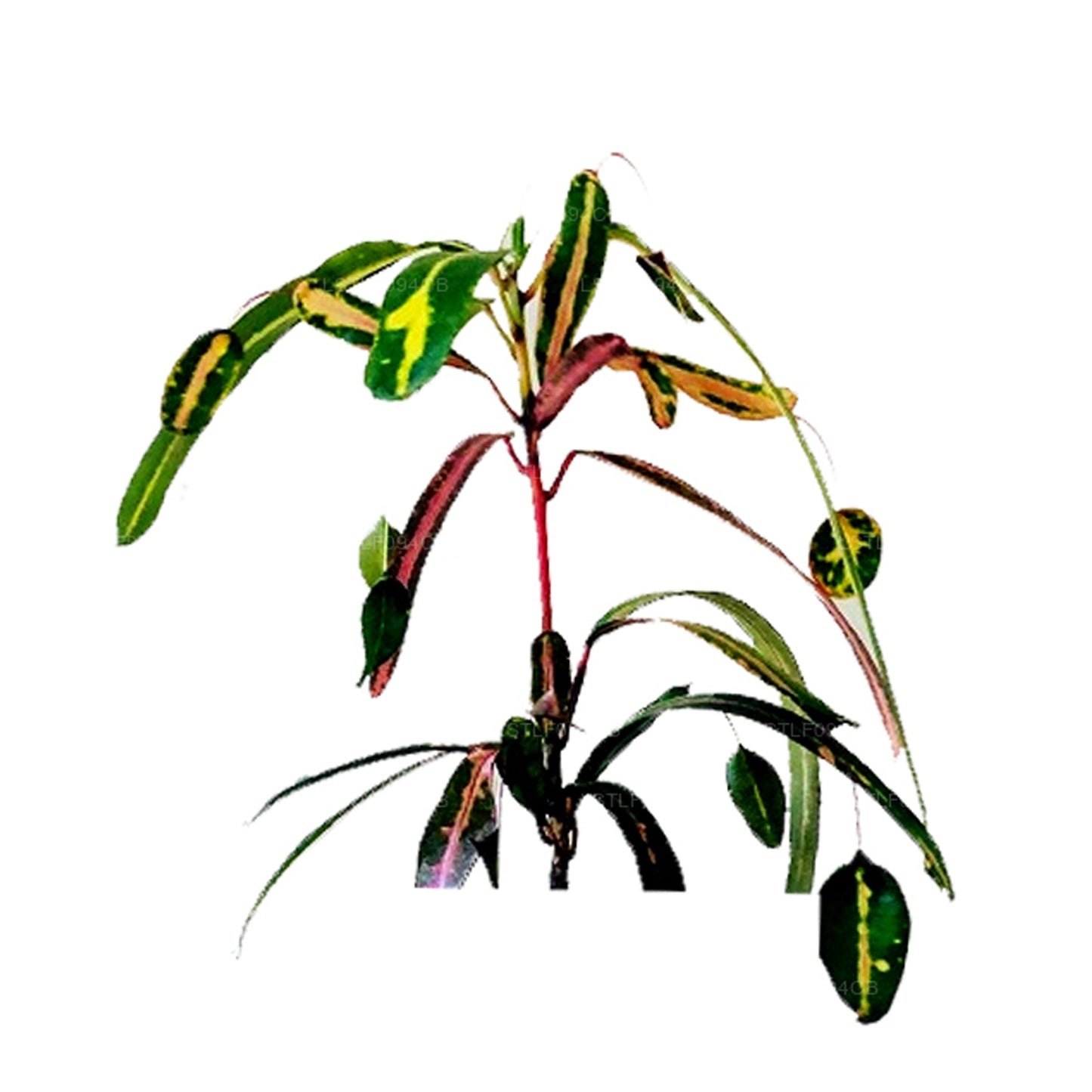 Lakpura Victoria Gold Bell Croton (50 Leaves)