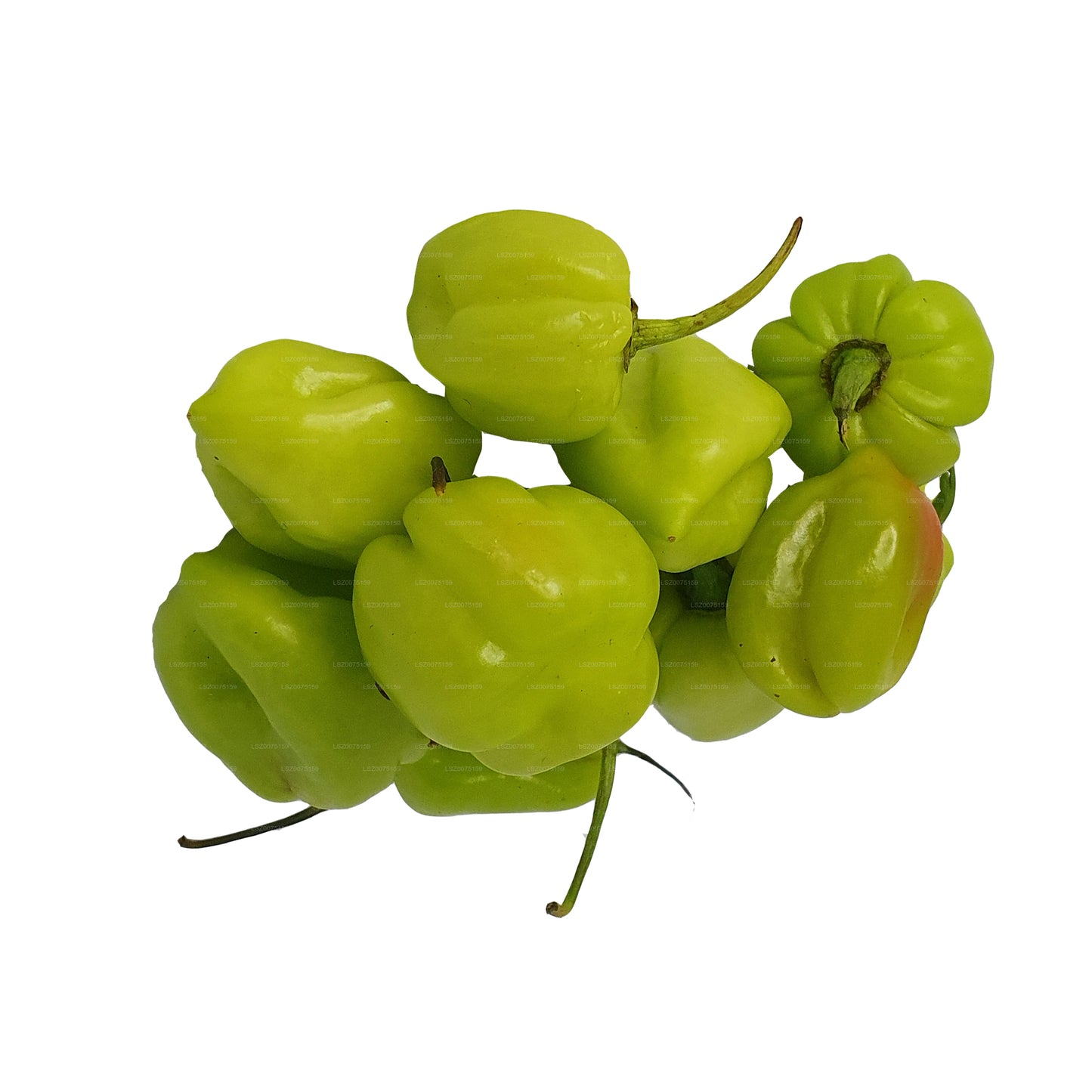 Lakpura Scotch Bonnet (Nai Miris)