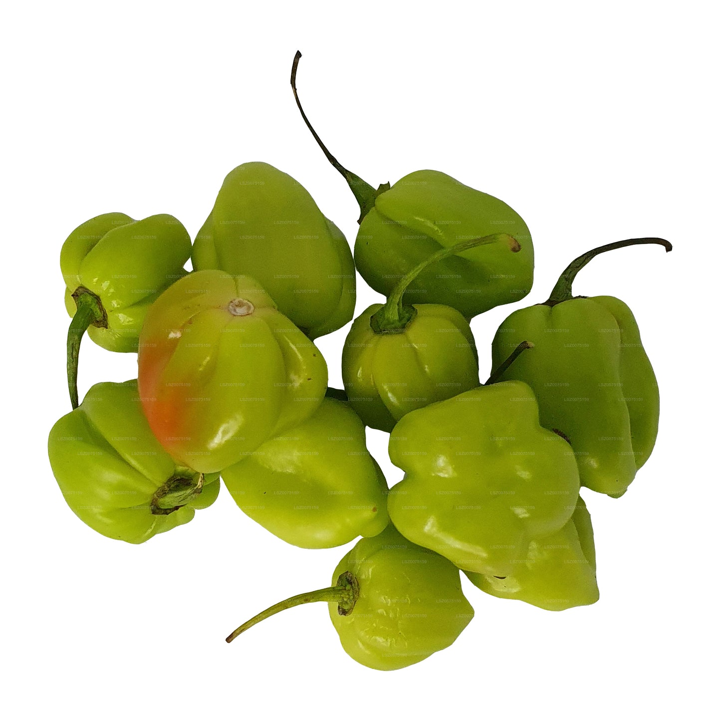 Lakpura Scotch Bonnet (Nai Miris)