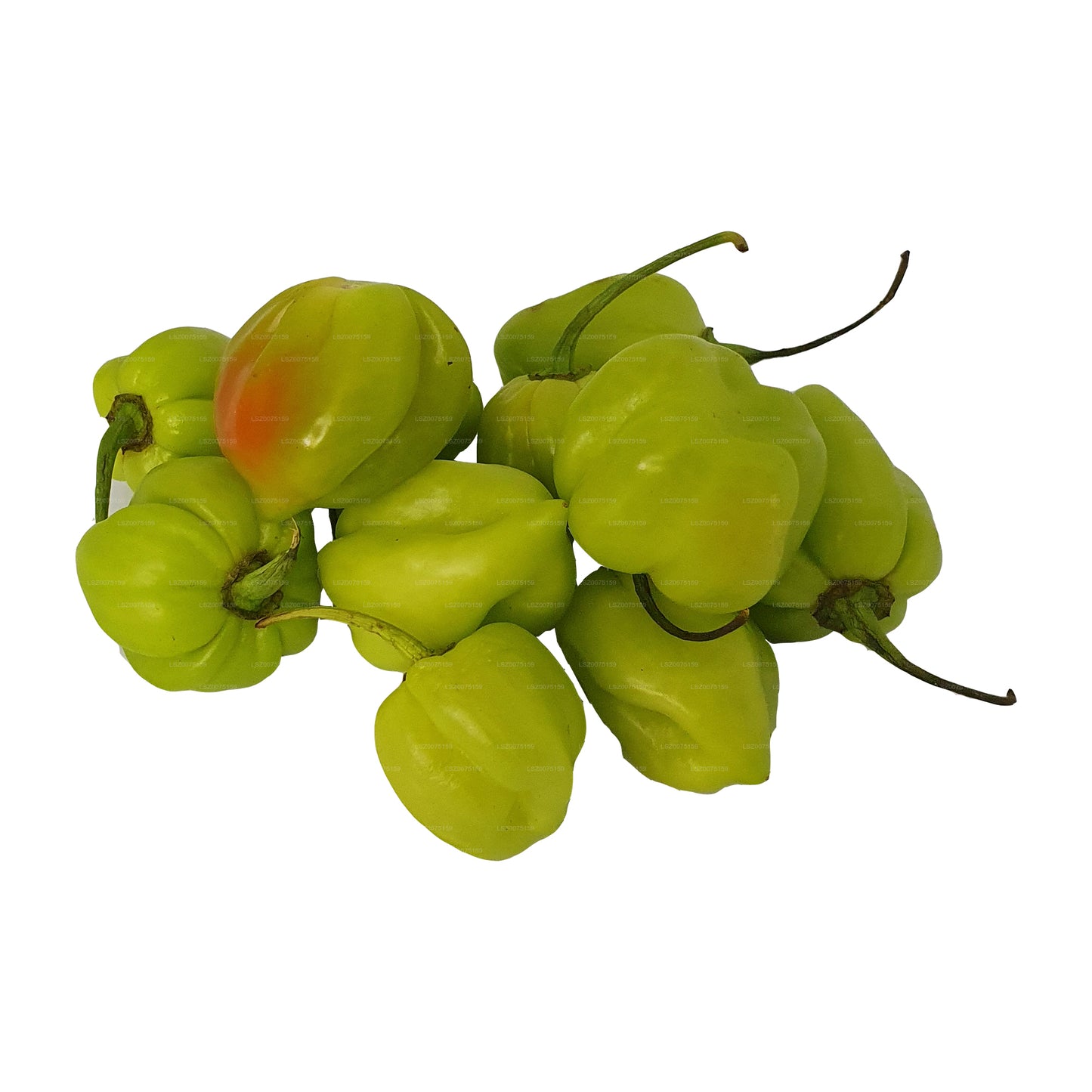 Lakpura Scotch Bonnet (Nai Miris)
