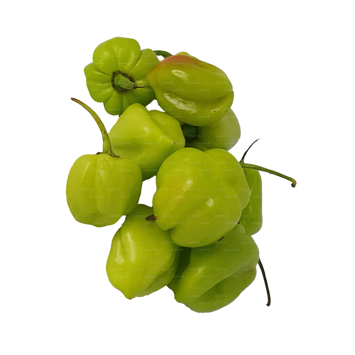 Lakpura Scotch Bonnet (Nai Miris)