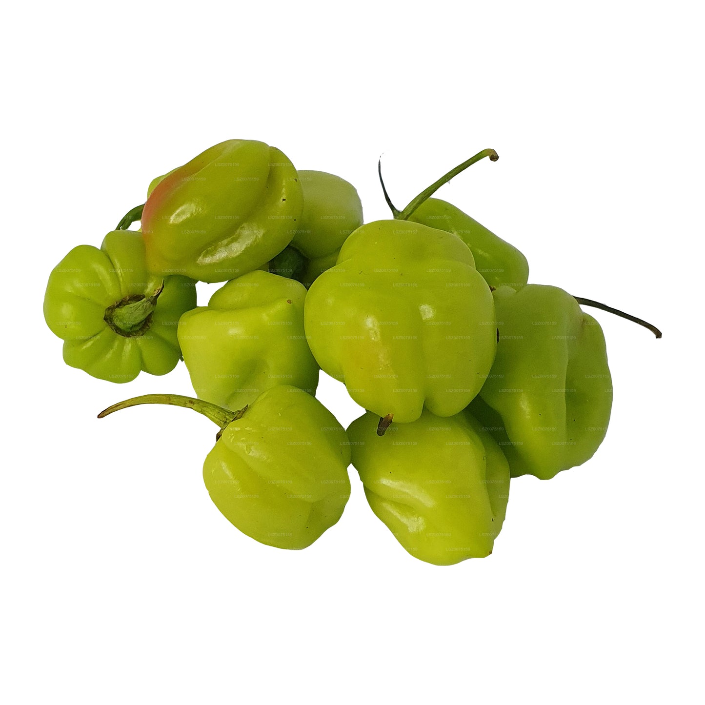 Lakpura Scotch Bonnet (Nai Miris)