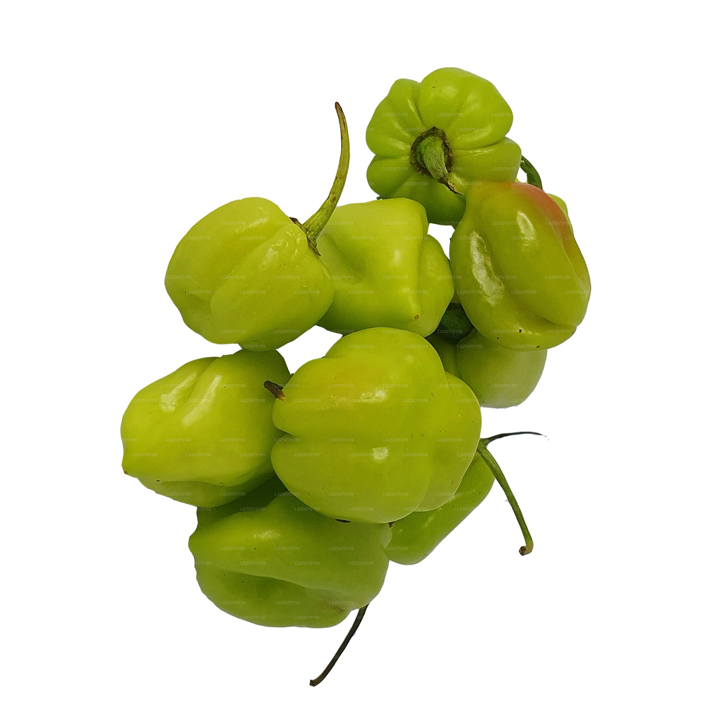 Lakpura Scotch Bonnet (Nai Miris)