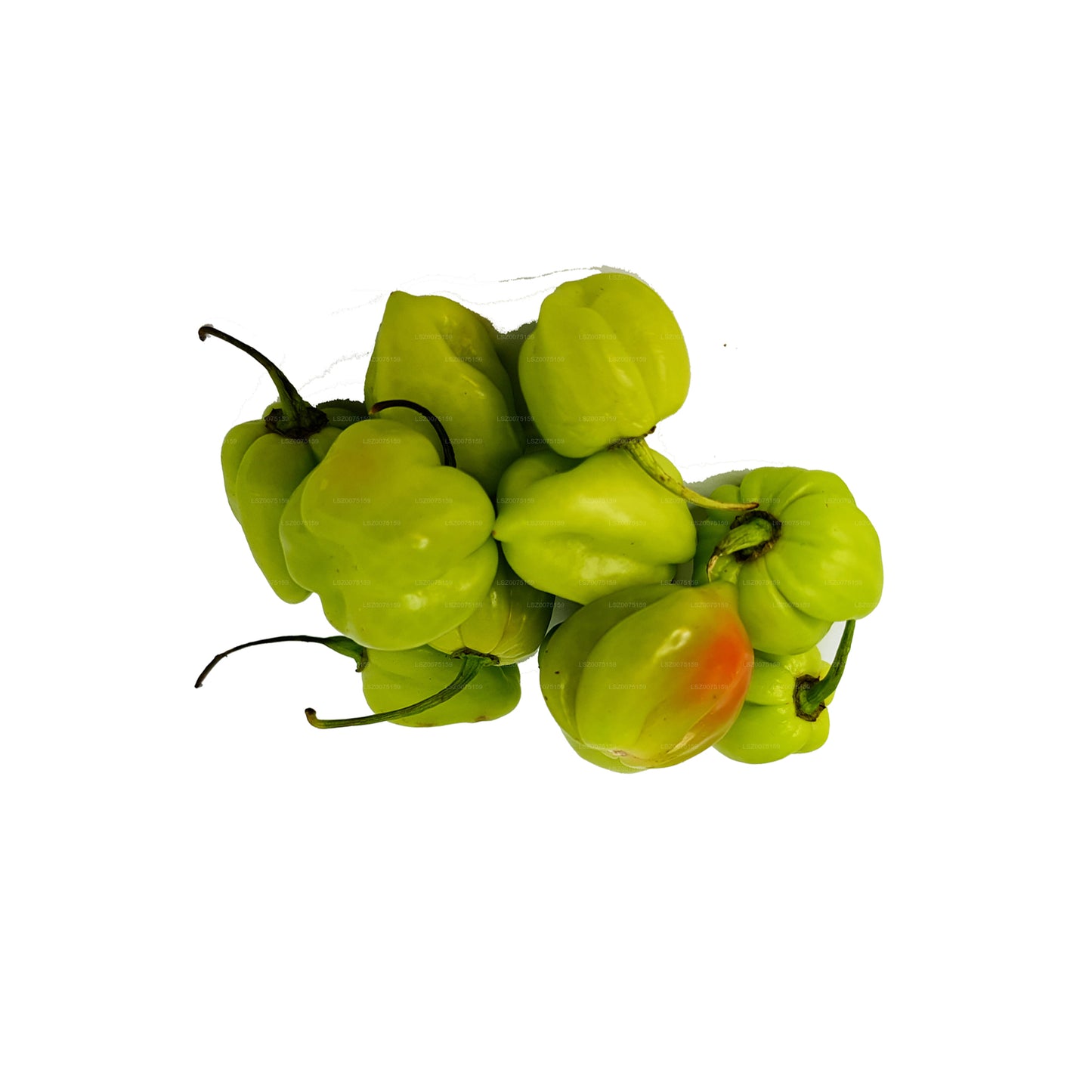 Lakpura Scotch Bonnet (Nai Miris)