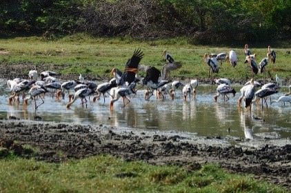 හික්කඩුවෙන් වල් අරුමපුදුම දේ සහ සැඟවුණු පන්සල් (දින 2)