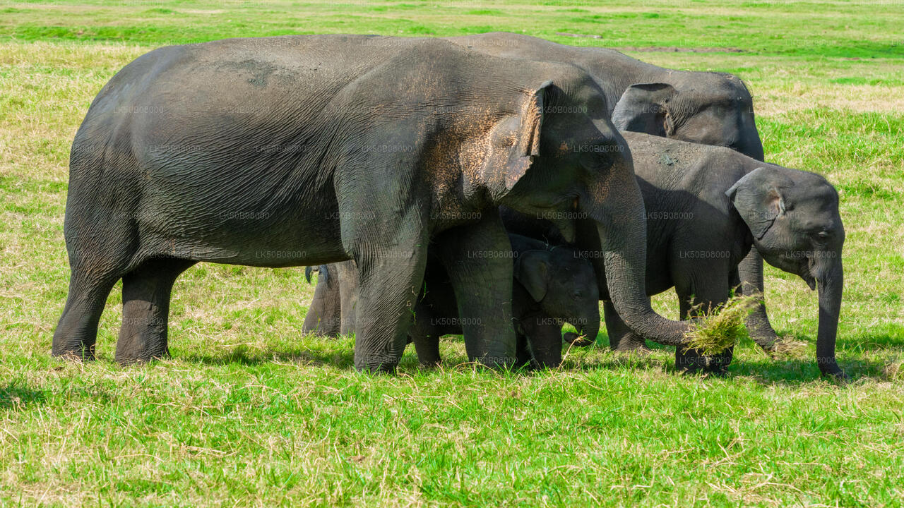 The Great Elephant Gathering Private Safari from Minneriya