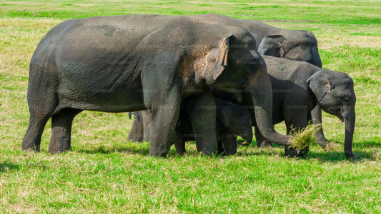 The Great Elephant Gathering Private Safari from Minneriya