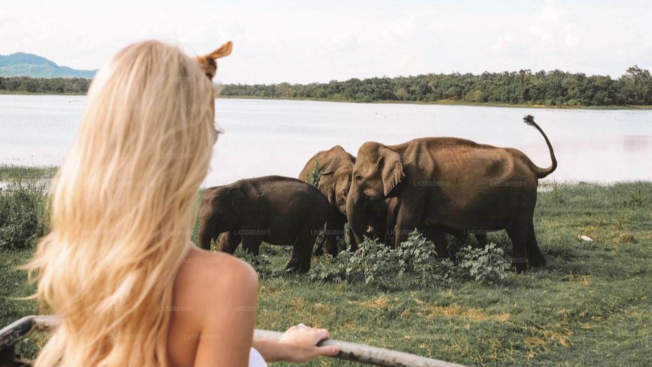 The Great Elephant Gathering Private Safari from Minneriya
