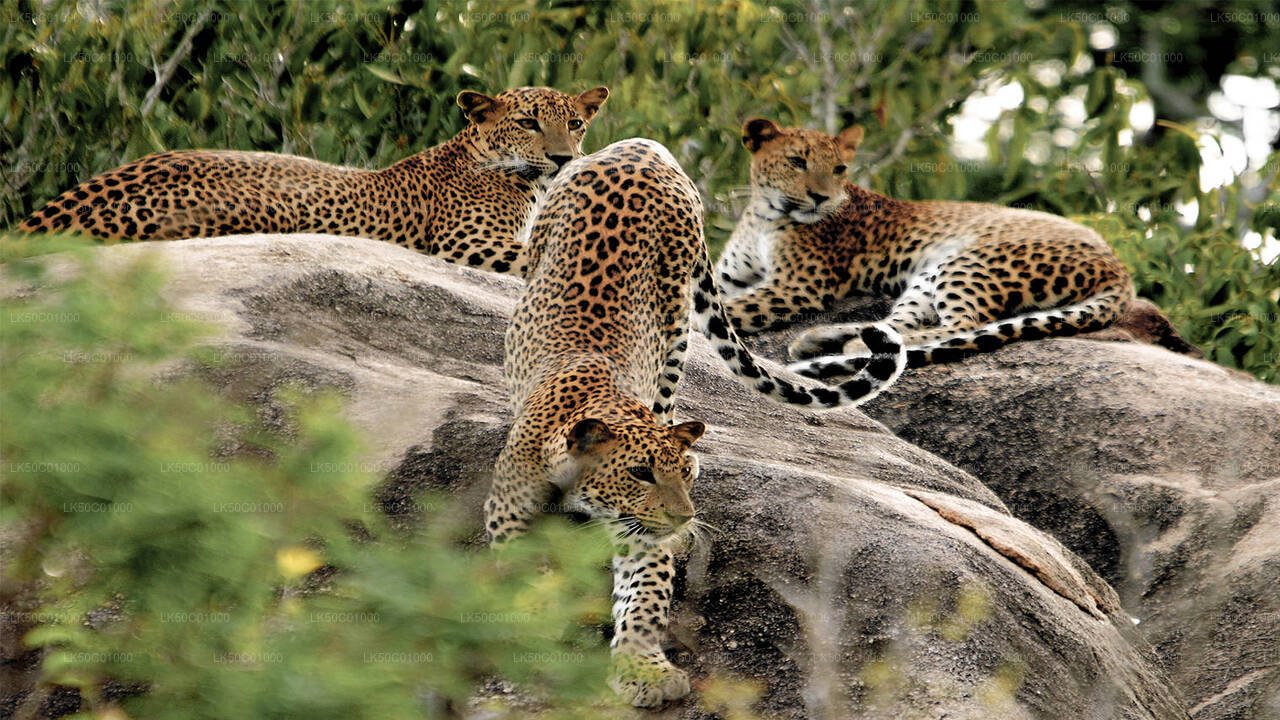 යාල ජාතික වනෝද්‍යානය පුද්ගලික සෆාරිය