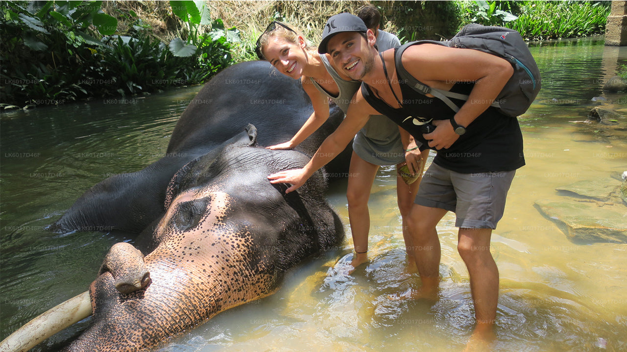 Millennium Elephant Foundation from Colombo