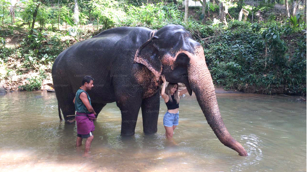 Millennium Elephant Foundation from Colombo